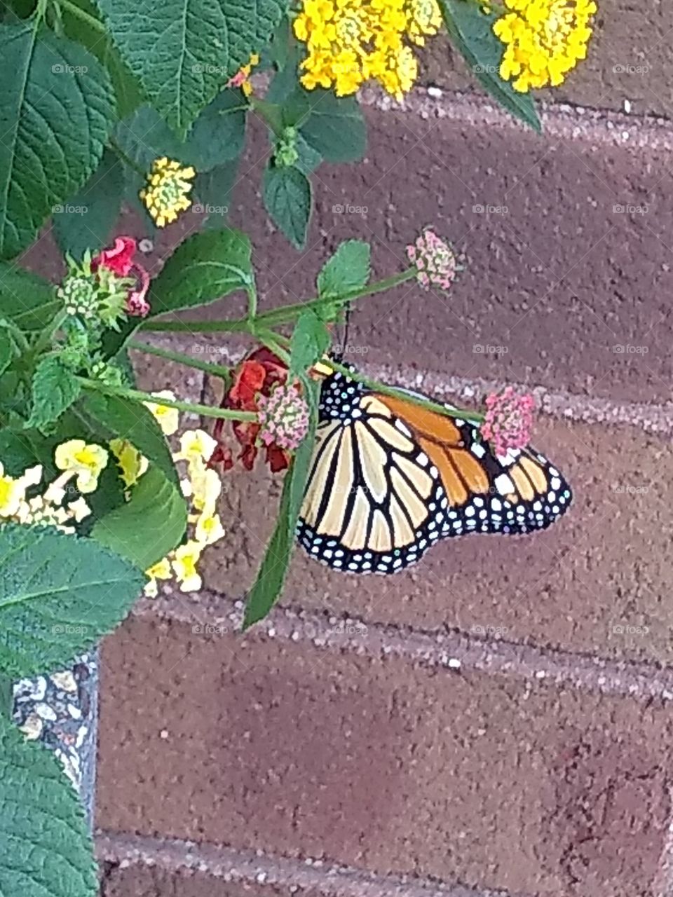 monarch butterfly in action.