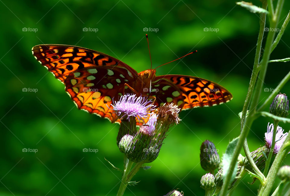 Close up of a beautiful butterfly 