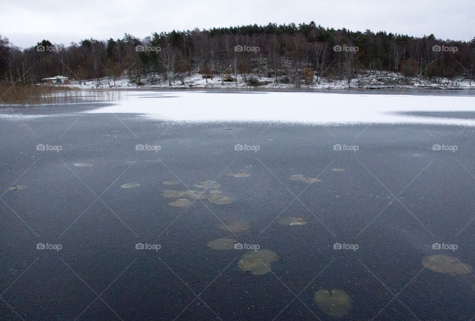 Frozen lake in the forest - ice - näckrosblad sjö is snö 