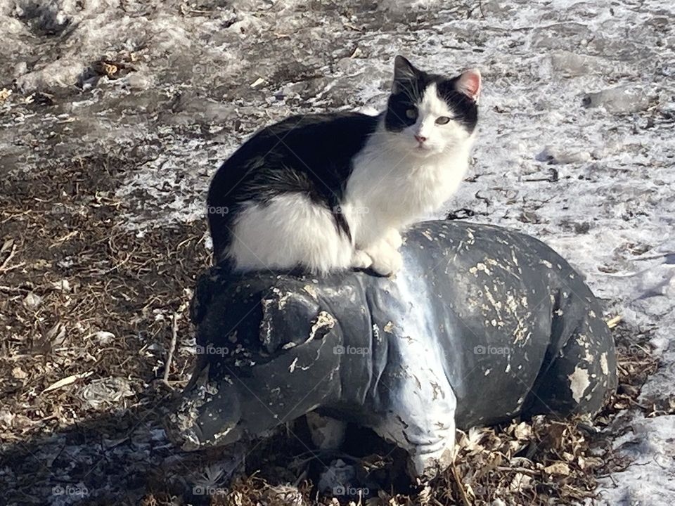 Cat on pig statue 