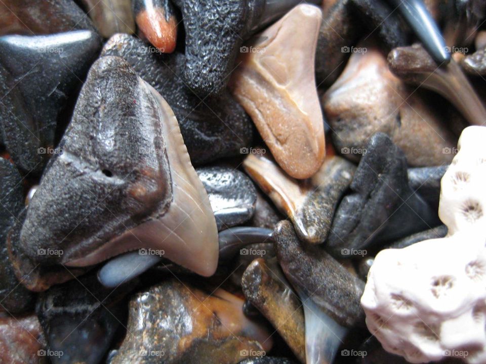 shark teeth