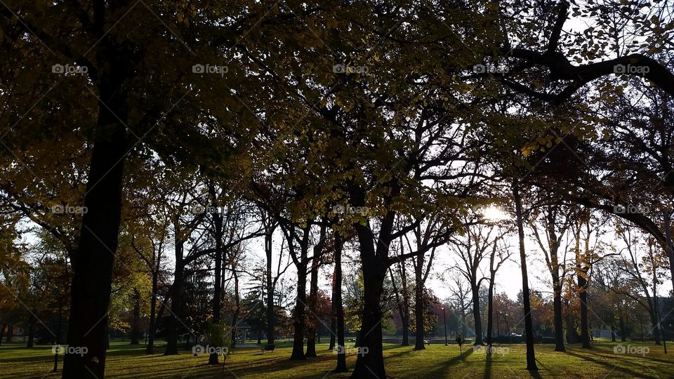 Tree-lined City Park View