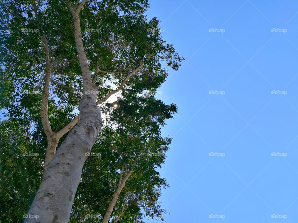 Big tree against blue sky and sunlight.
