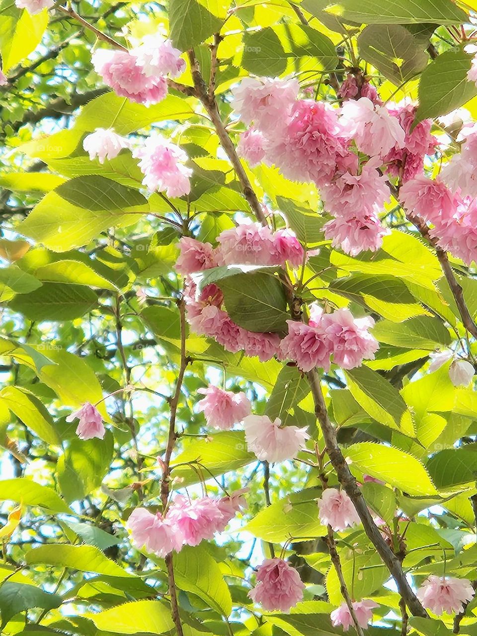 view of bright Spring sunlight shining on pink flower blossoms and green leaves in Oregon