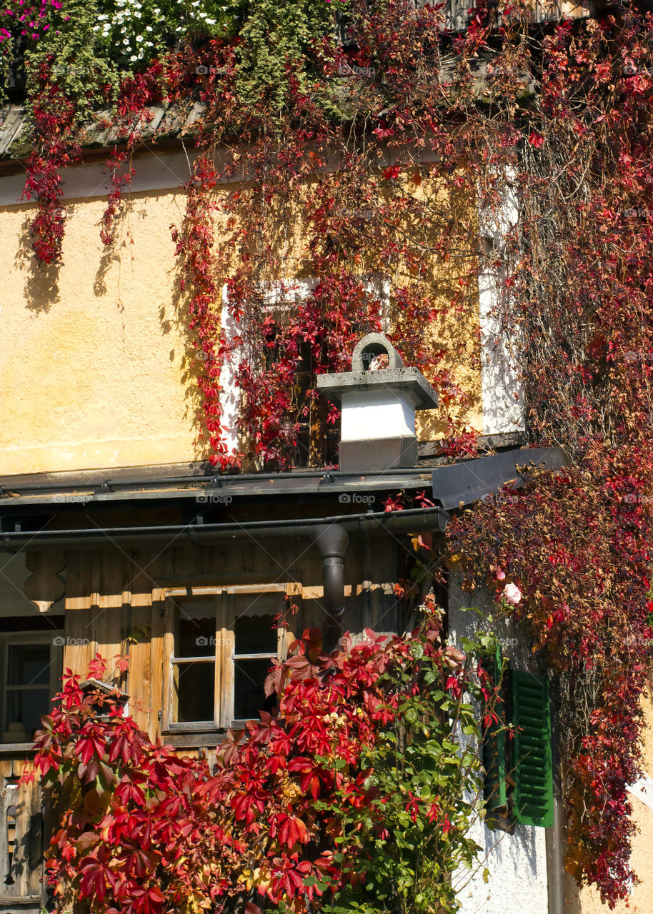 Fall colors on the house wall