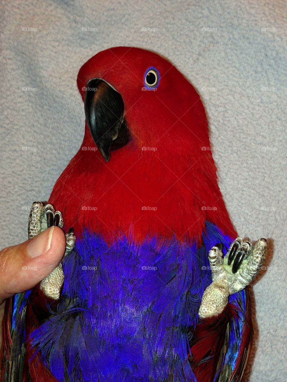 Beautiful Red and blue Parrot a gentle loving pet.