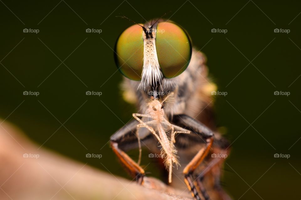 Robber Fly 