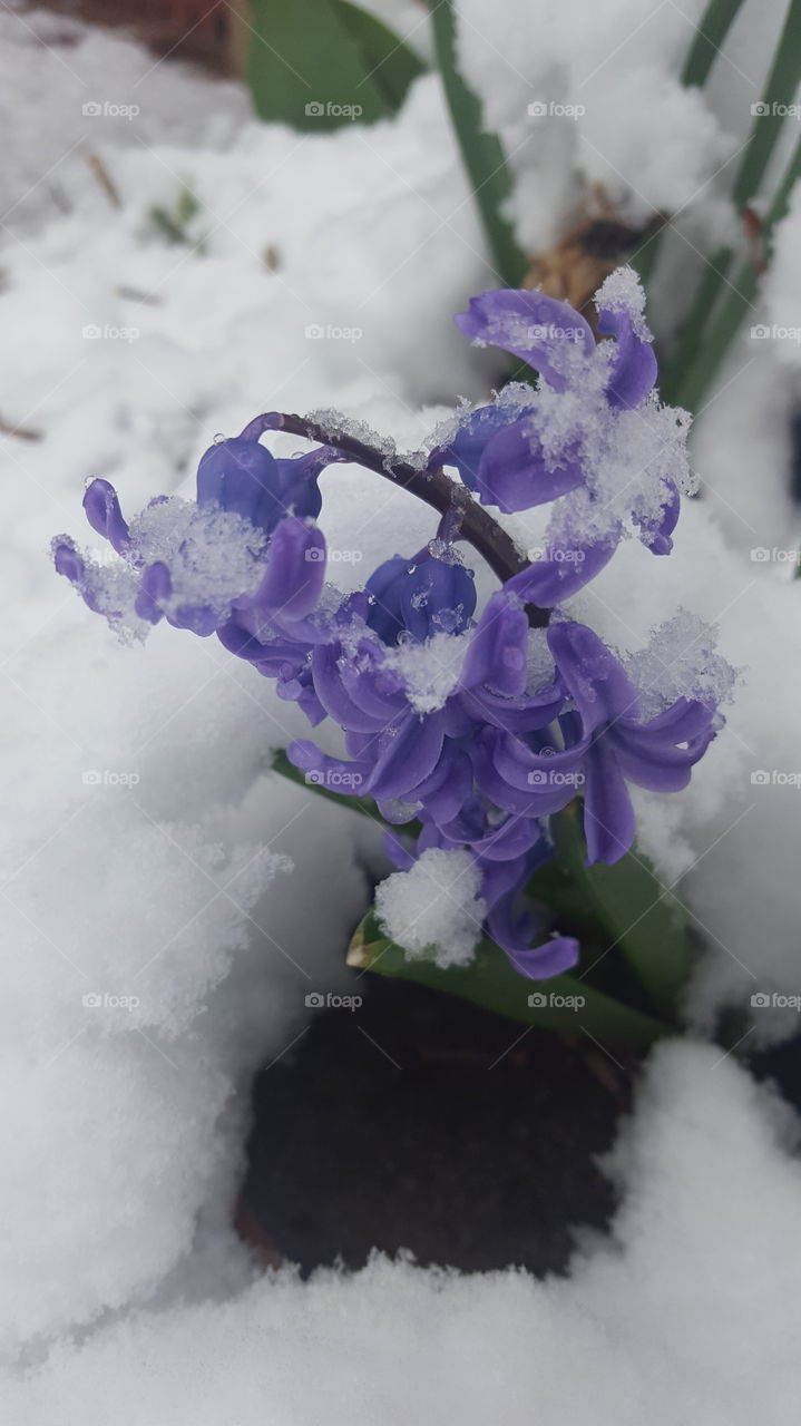 snowy hyacinth