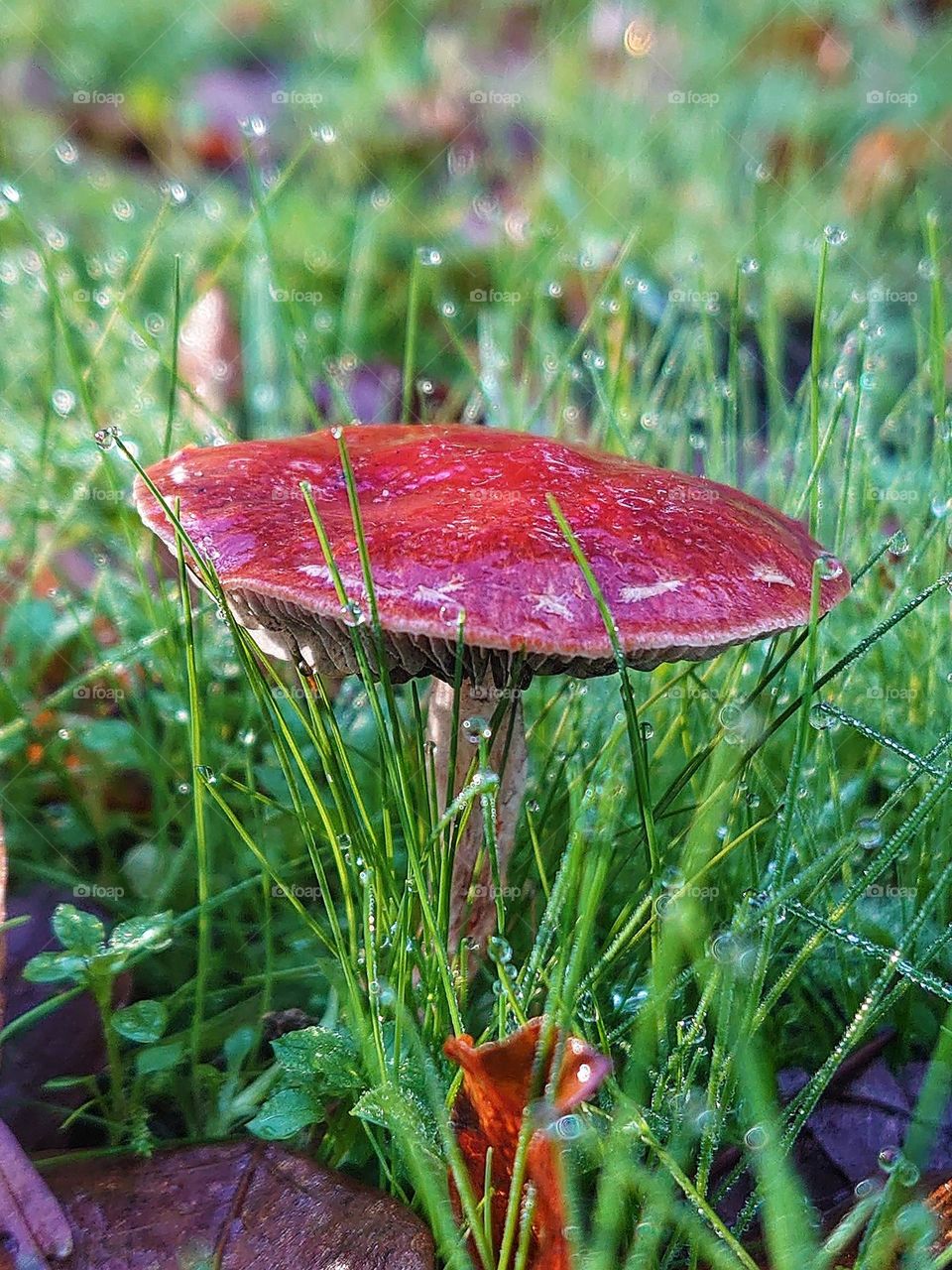 Magenta mushroom