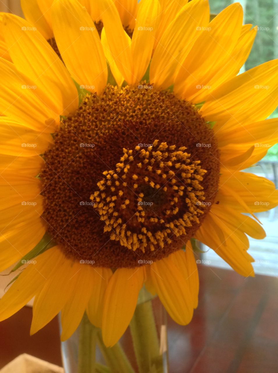 A close-up of a beautiful sunflower.