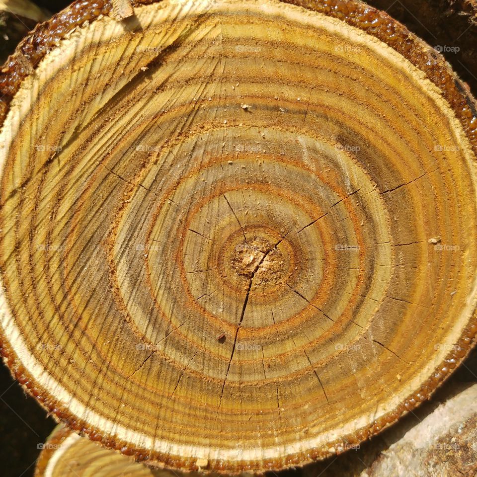 Cuten wood