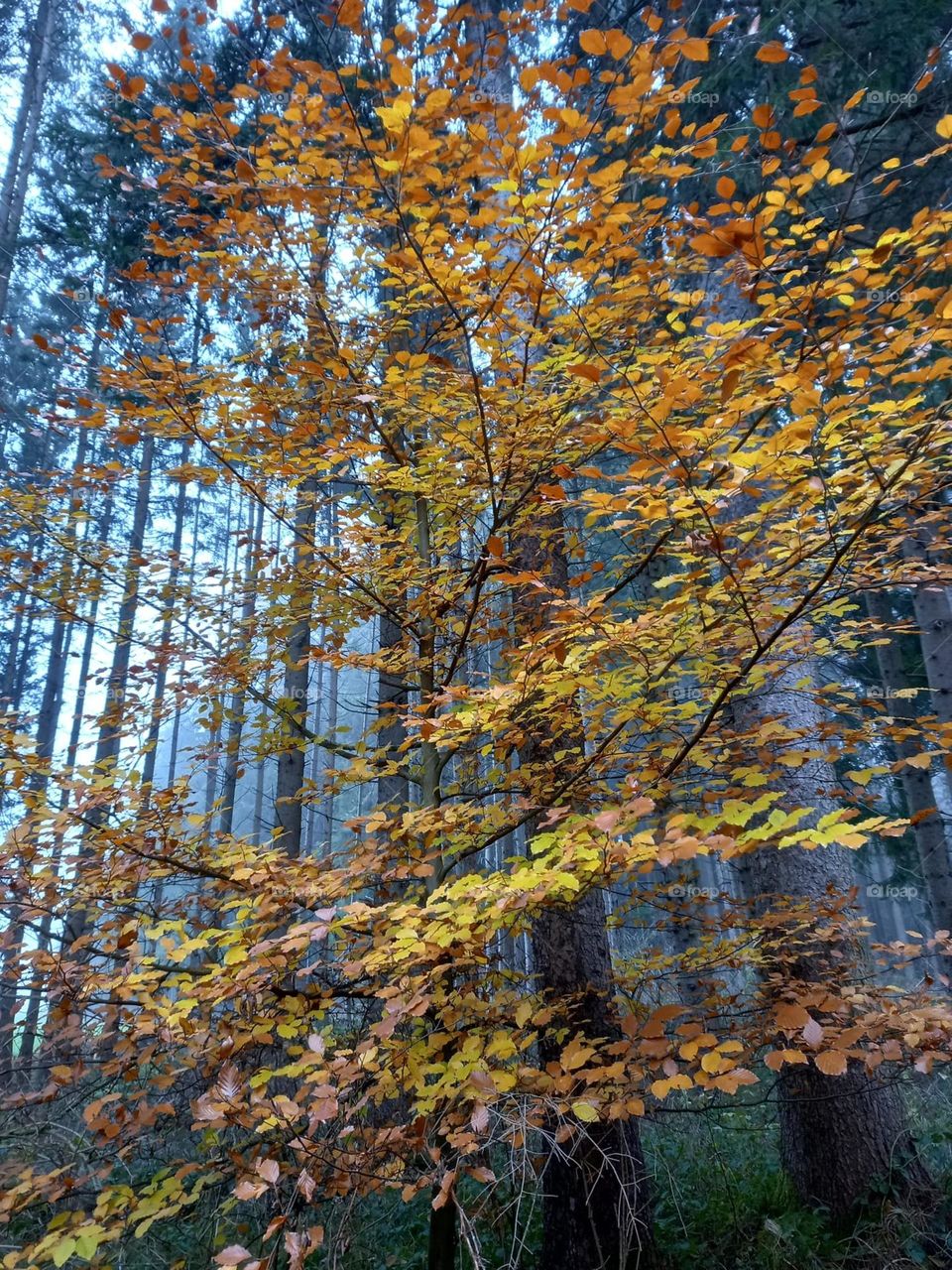 Fall Leaves in the Forest