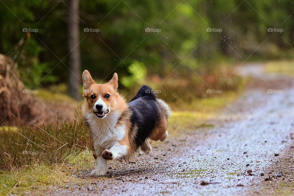 Portrait of running dog