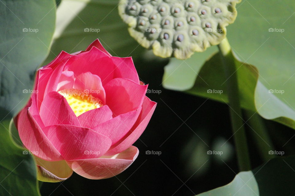 Nature's beautiful lotus flower. Northern California