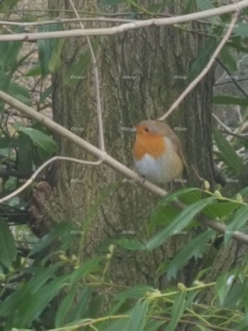 little  robin