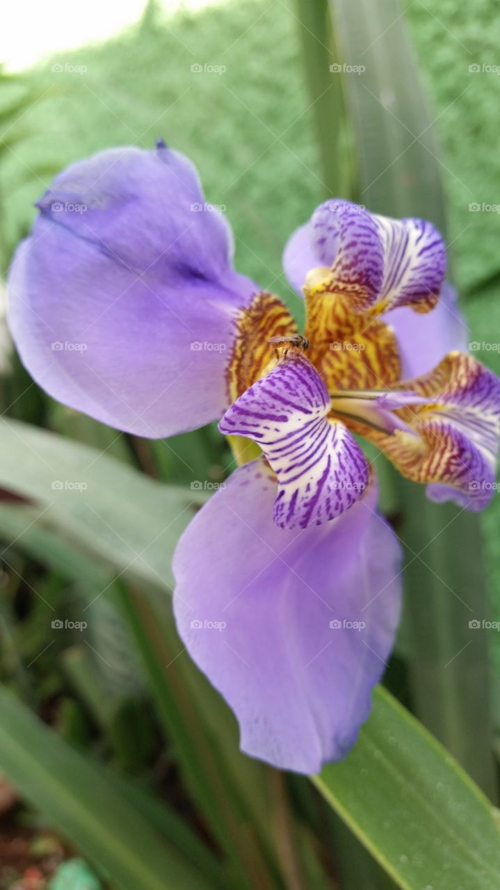 orquídea