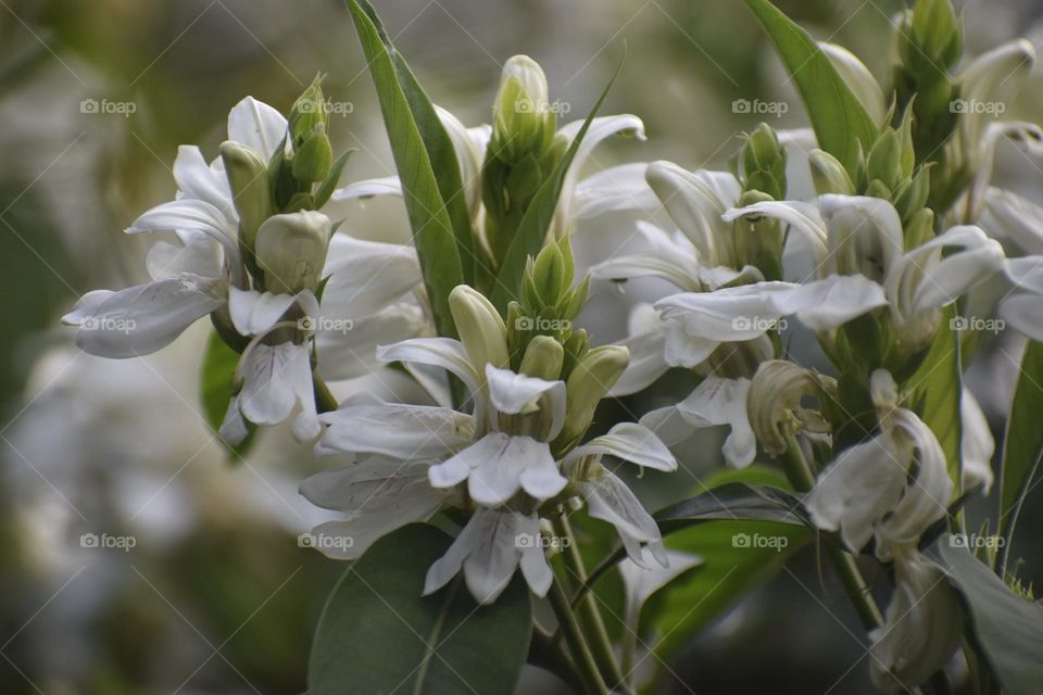 Justicia adhatoda commonly known in English as Malabar nut, adulsa, adhatoda, vasa, vasaka, is native to Asia