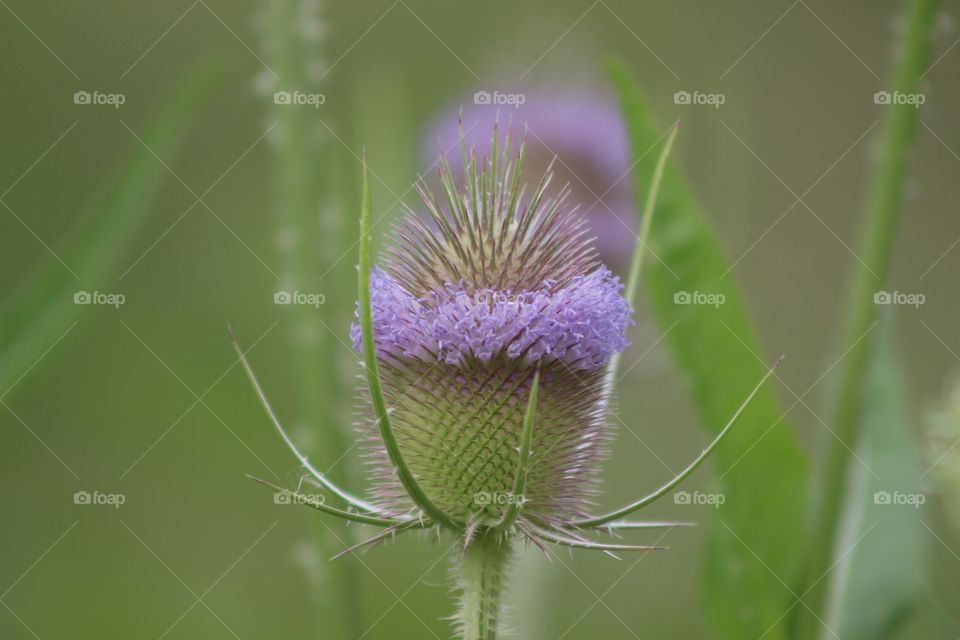 Thistles