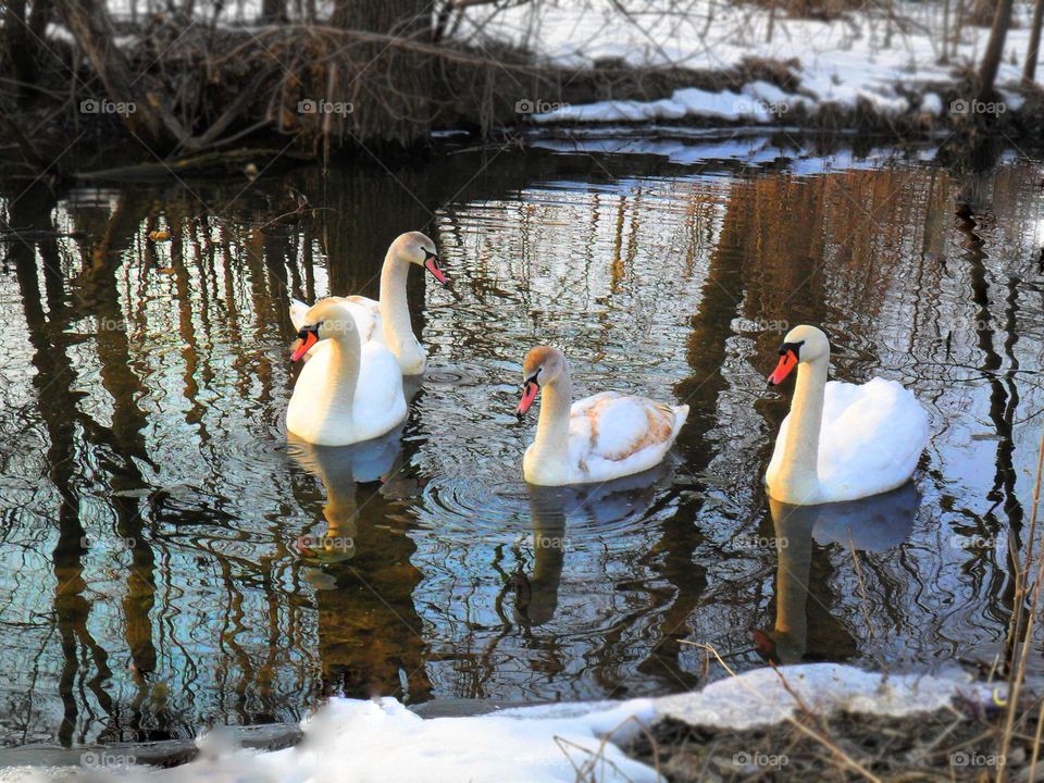 swans on the river in winter