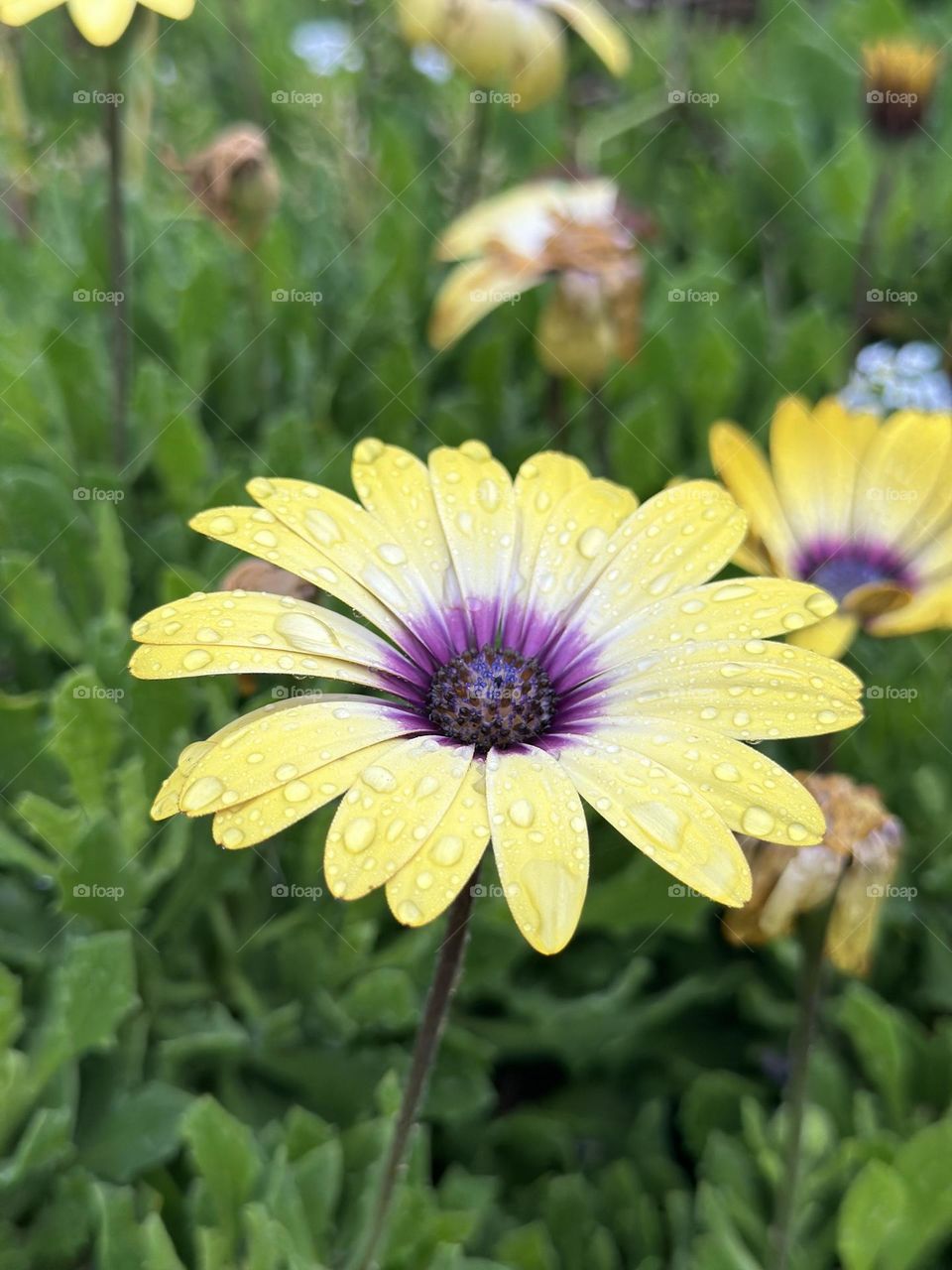 Flower with raindrops 