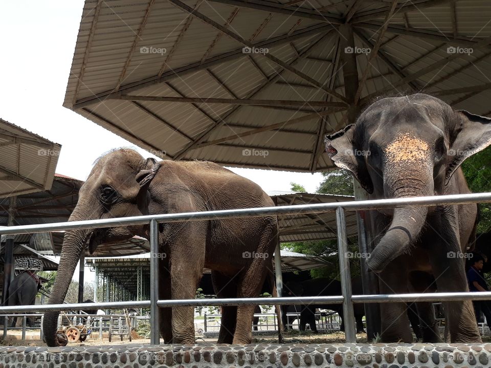 Thai elephant