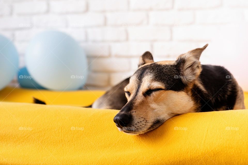 cute dog on yellow bed