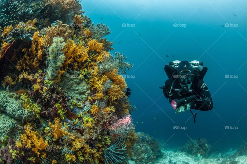 Soft coral garden and diver