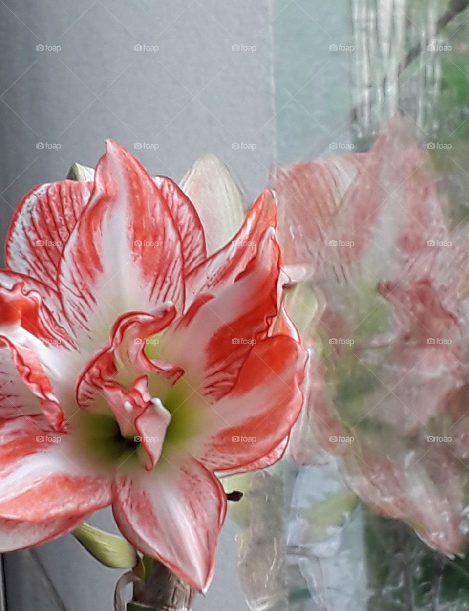 winter garden  - red and white  amaryllis flower and its reflection in glass