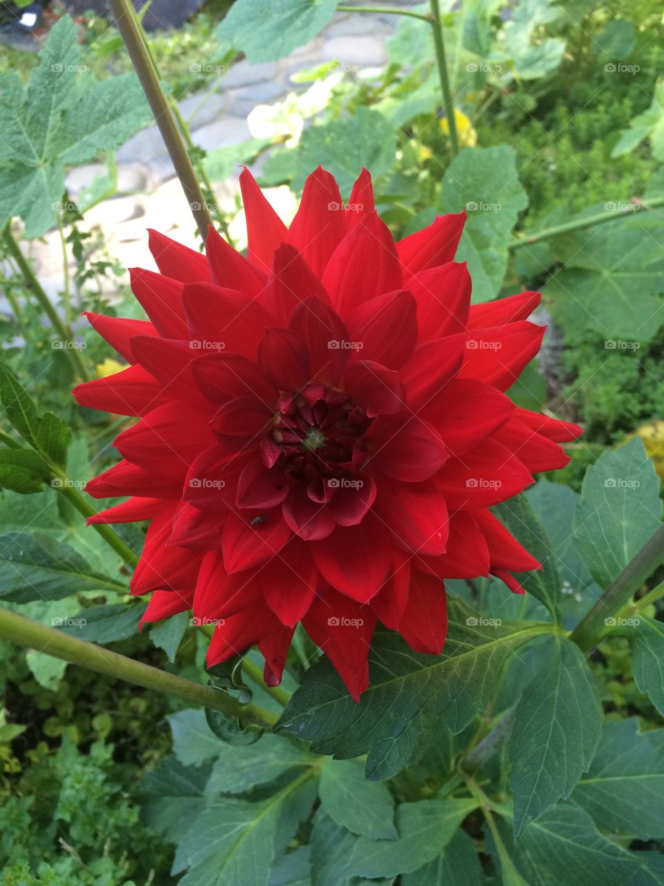 Red dahlia 