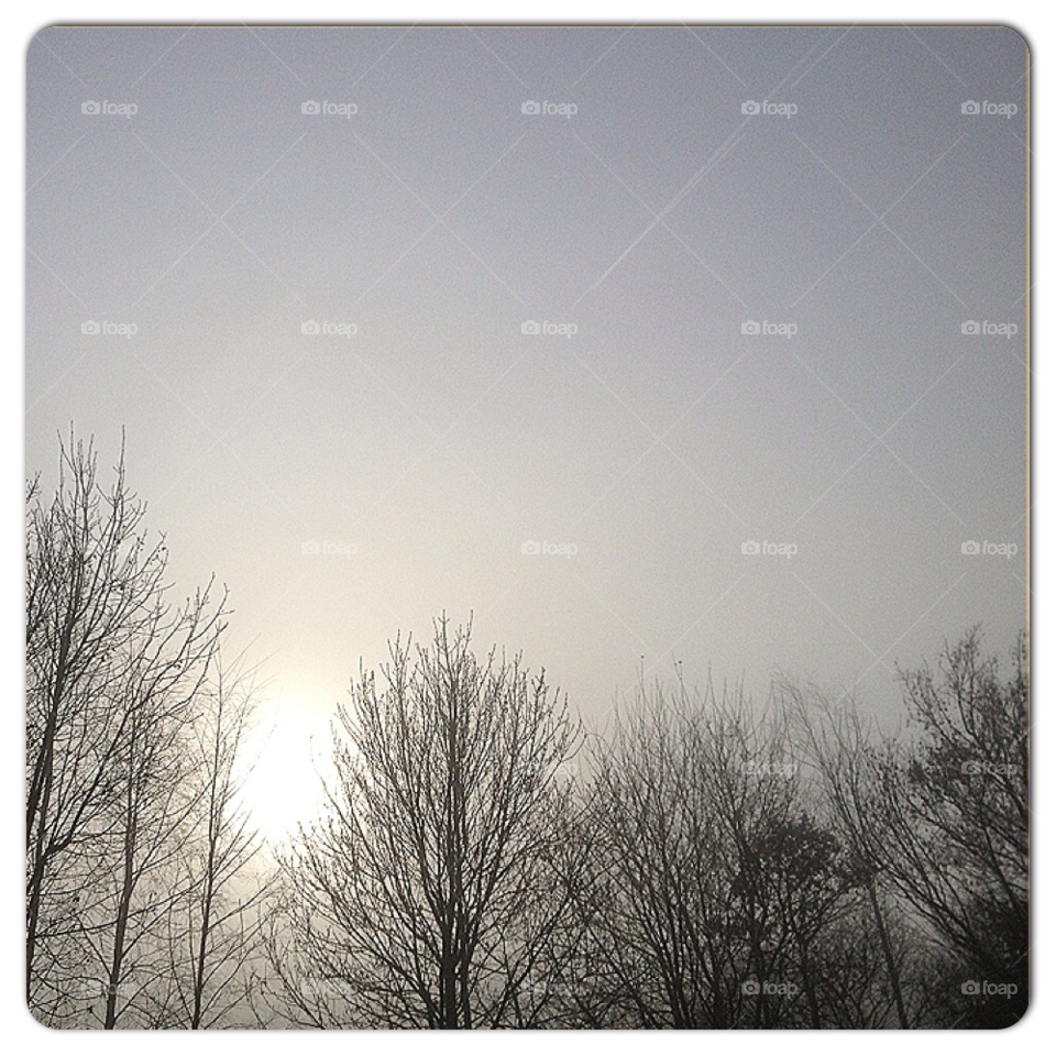 winter sun trees fog by all_things_art