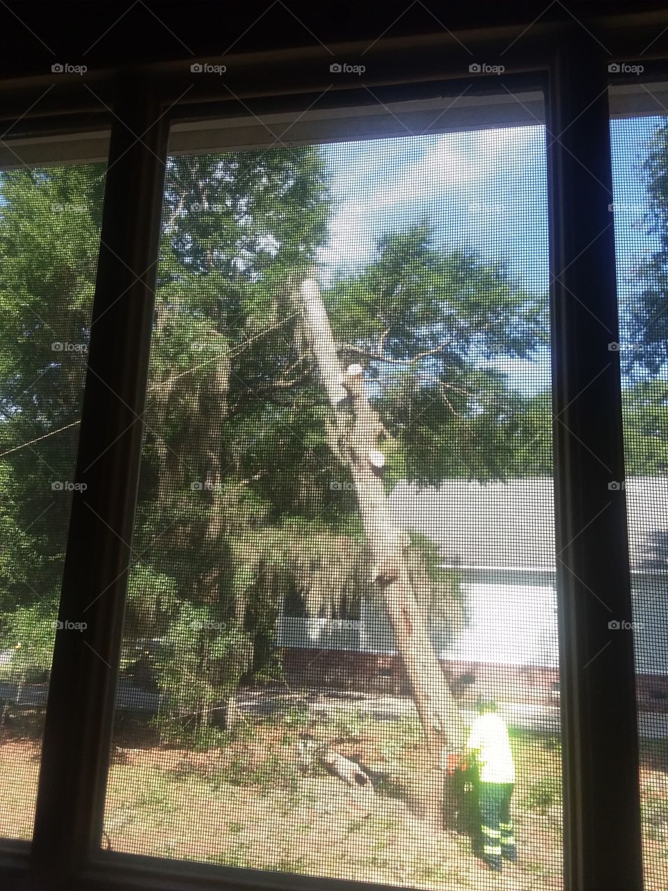 there goes the last of my tree