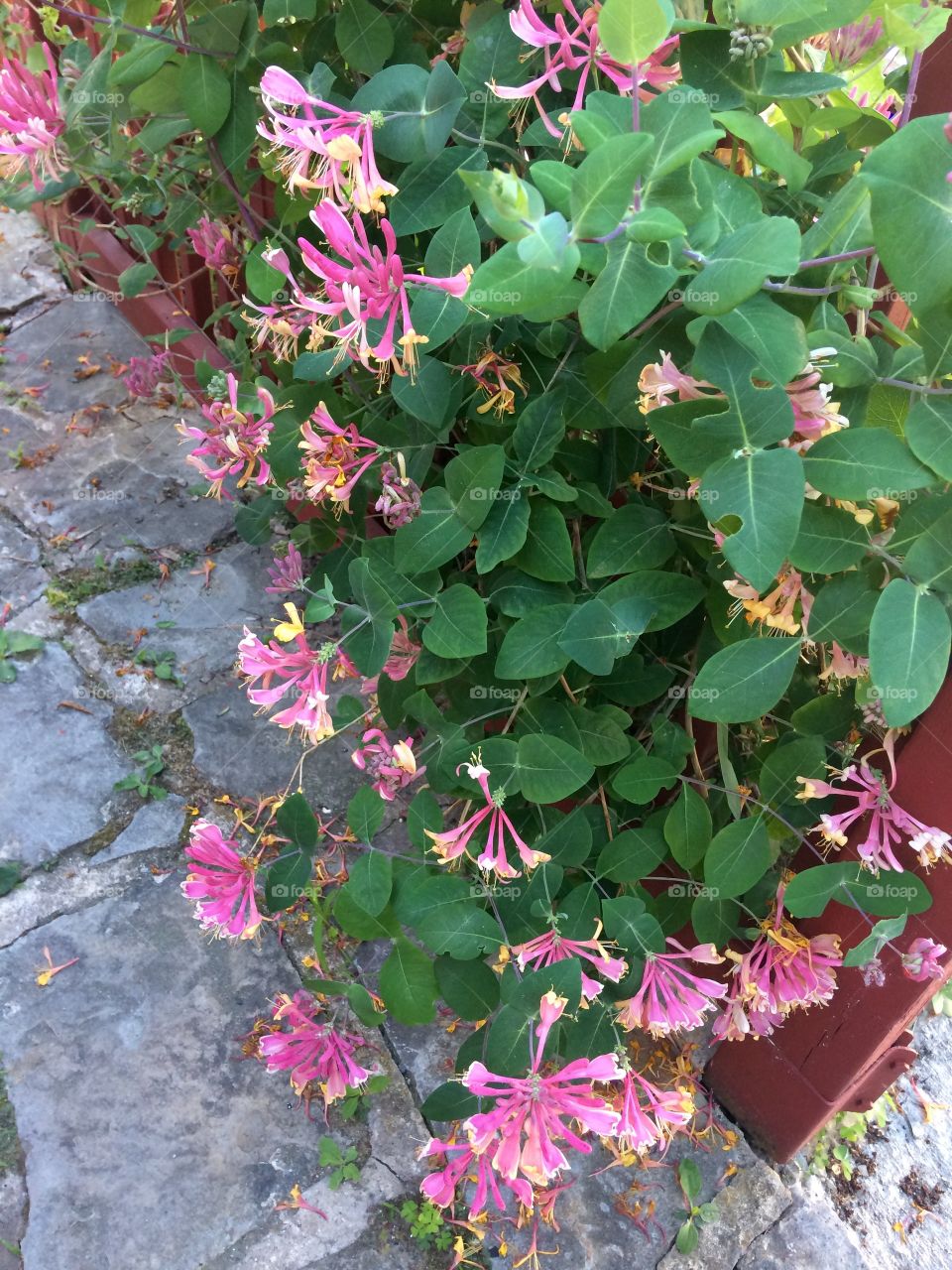 Beautiful Honeysuckle! The scents of summer!