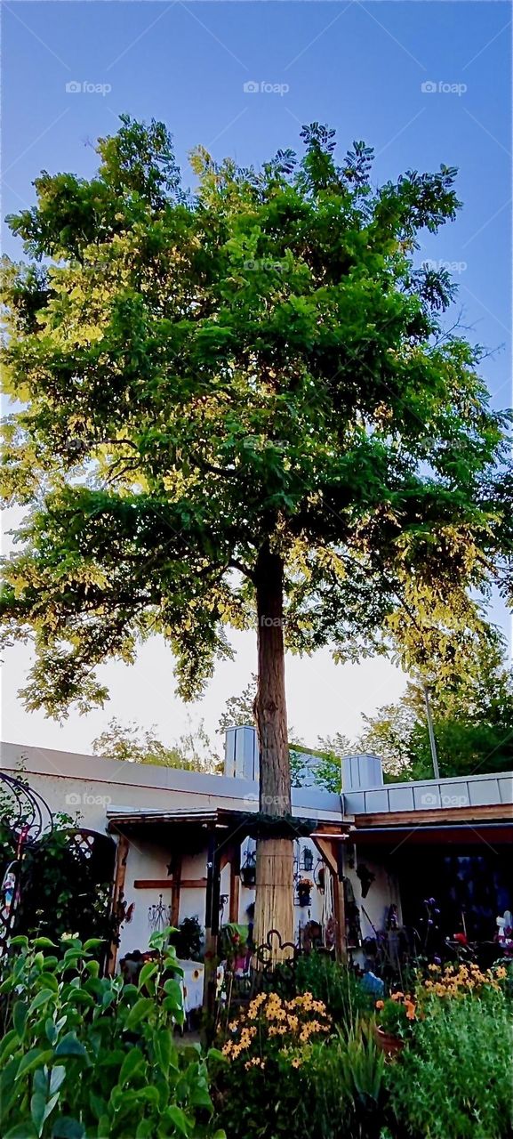 This three and a half story tall tree was planted some fifty years ago in the garden of the beautiful house in “Lower Bavaria”, Germany that we keep visiting from time to time. 2024. Hypnotic Productions