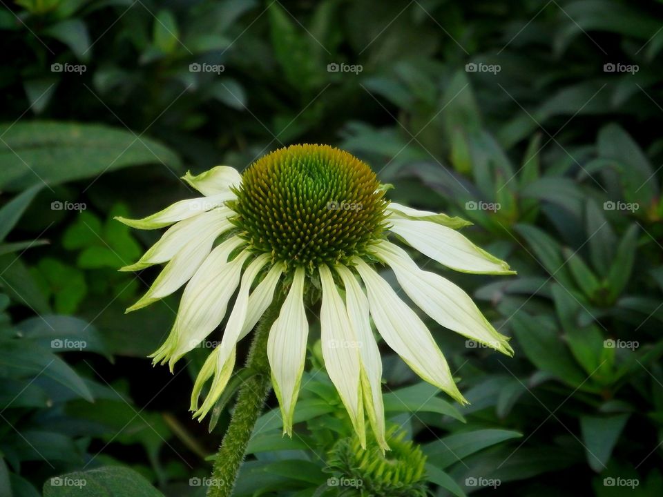 Marcro flower
