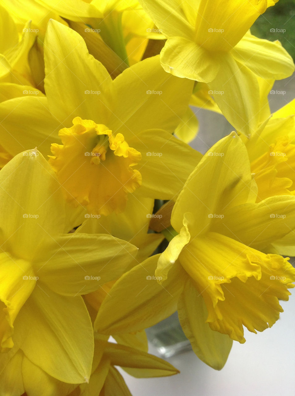 Extreme close up of yellow flowers