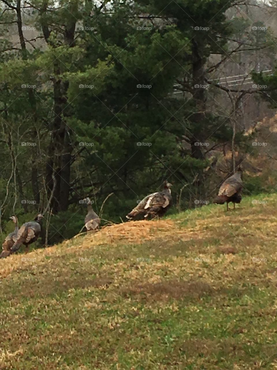 Turkeys everywhere 
