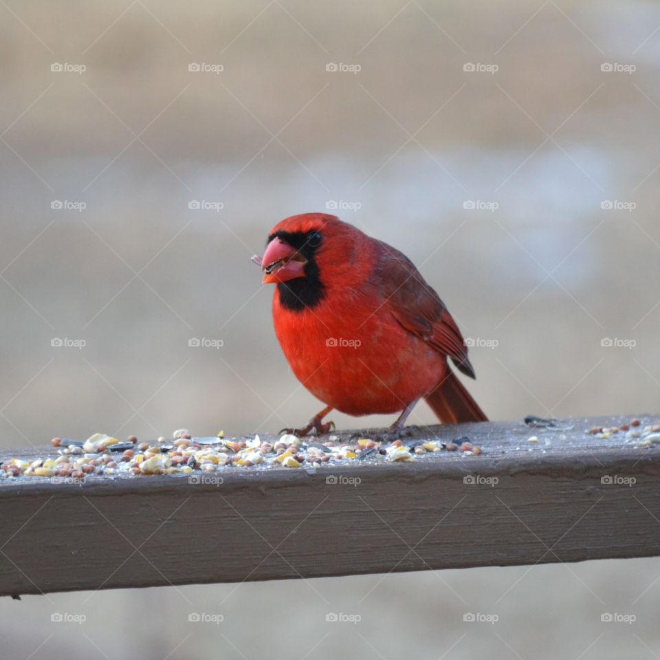 cardinal