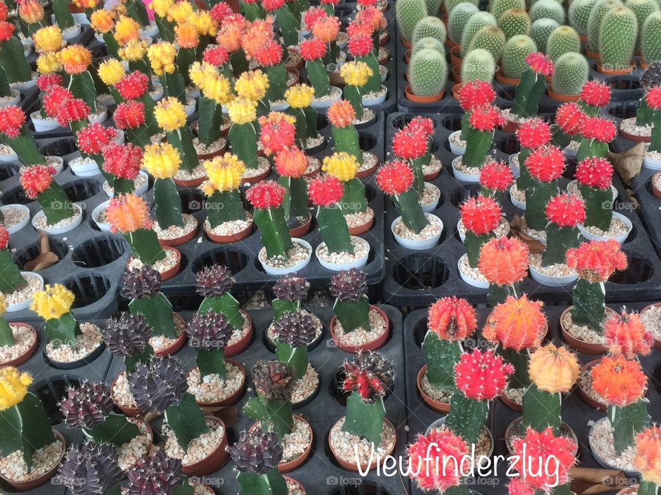 Colorful Cactus!  Water thoroughly when soil is dry to the touch.