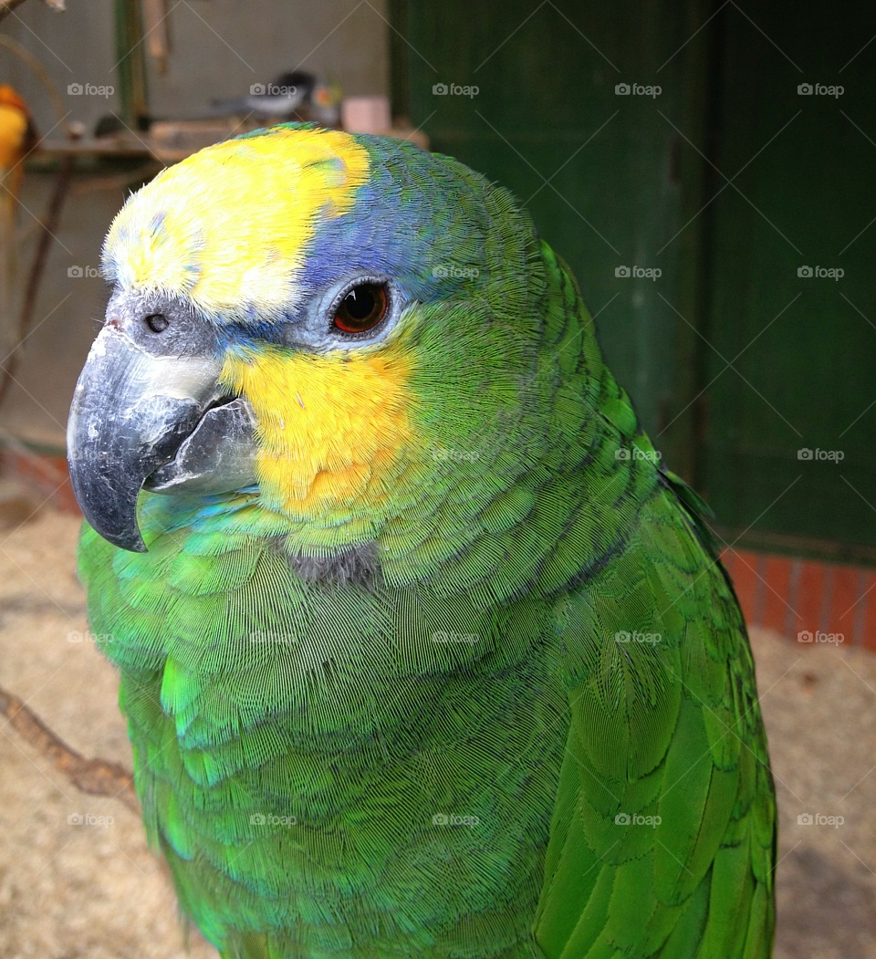 green colourful eye bird by all_things_art