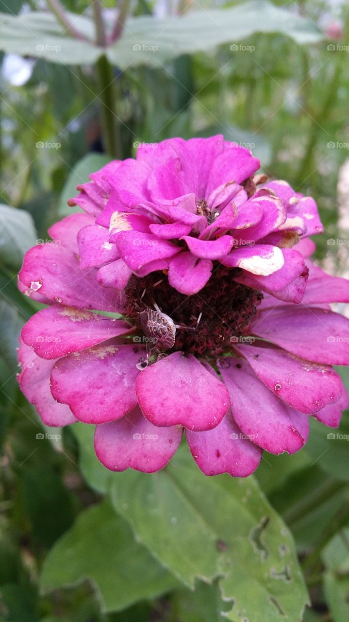 flower. flower with a bug