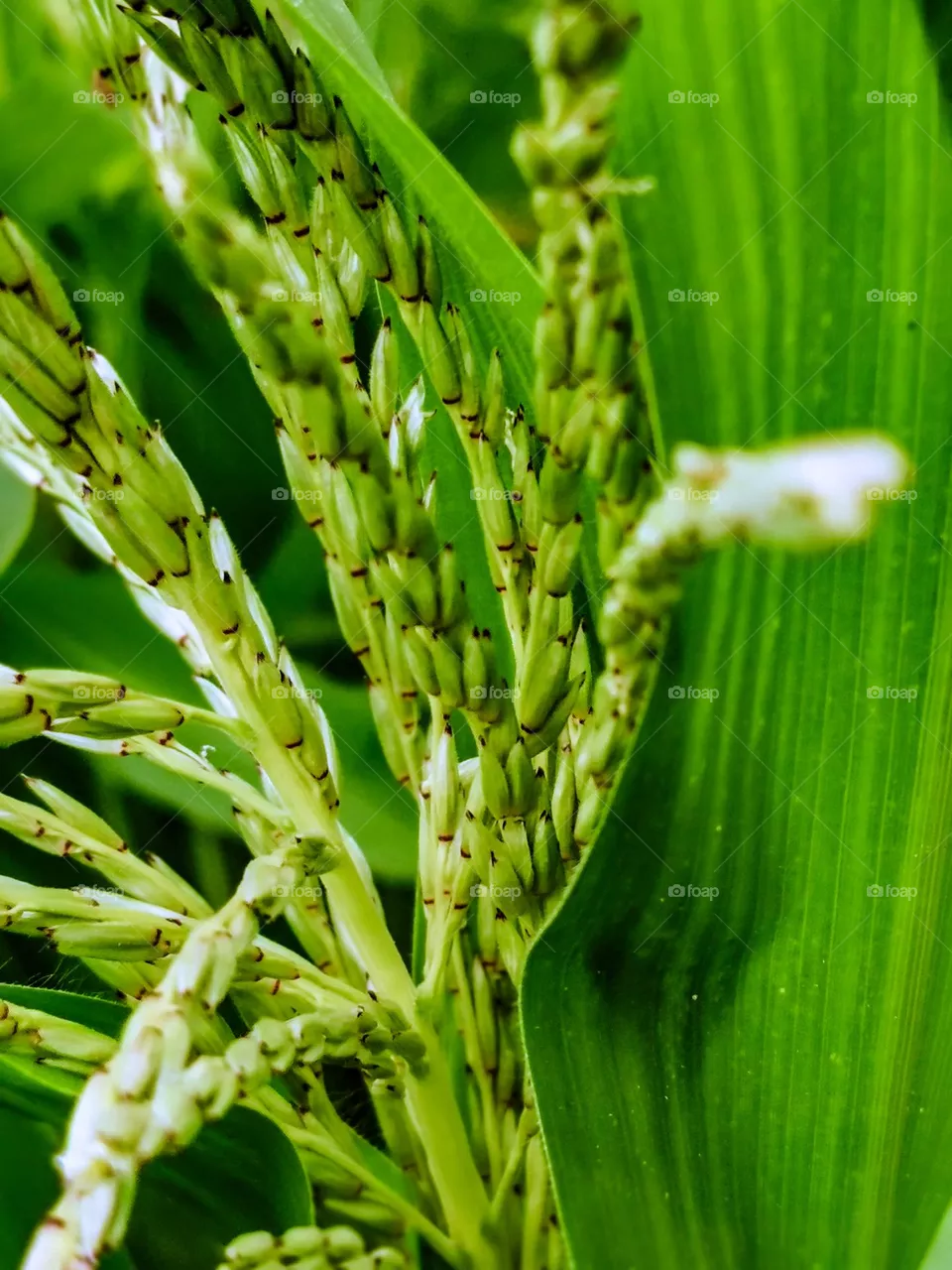 Corn plant