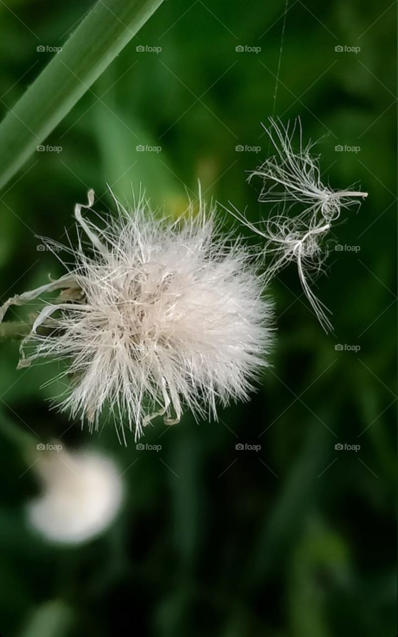 something like dendilion