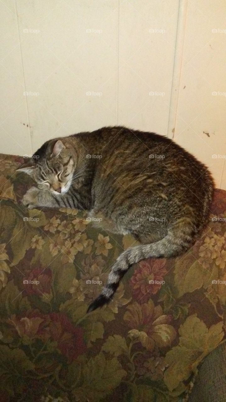 Tiger curled up on top of couch