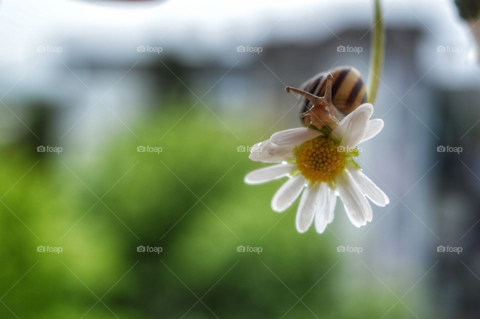 Nature, No Person, Flower, Summer, Flora