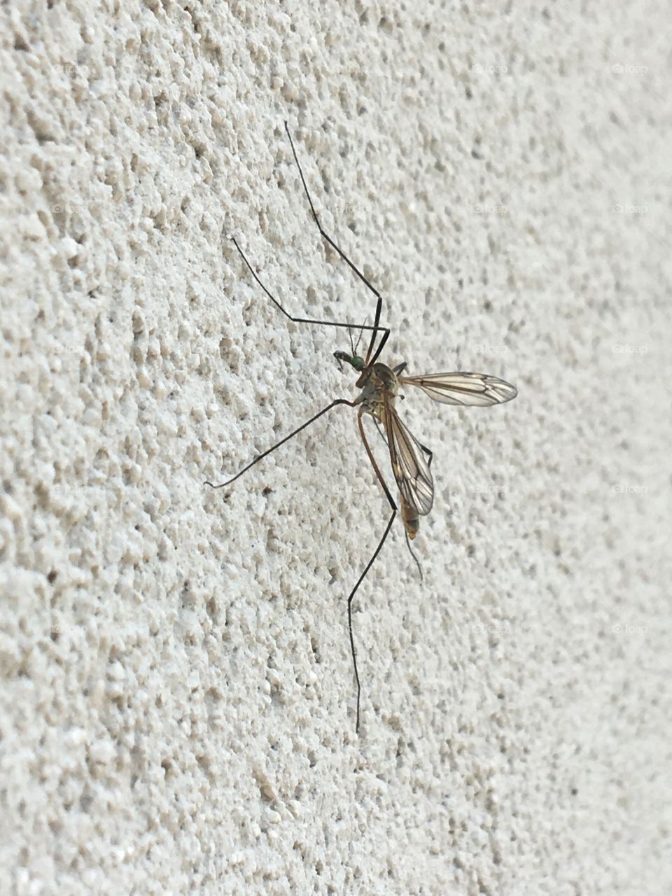 Time for mosquito again