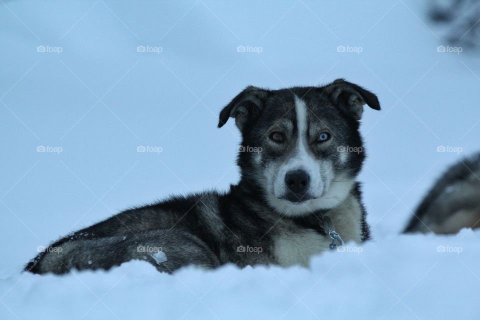 Husky in the snow, Finland