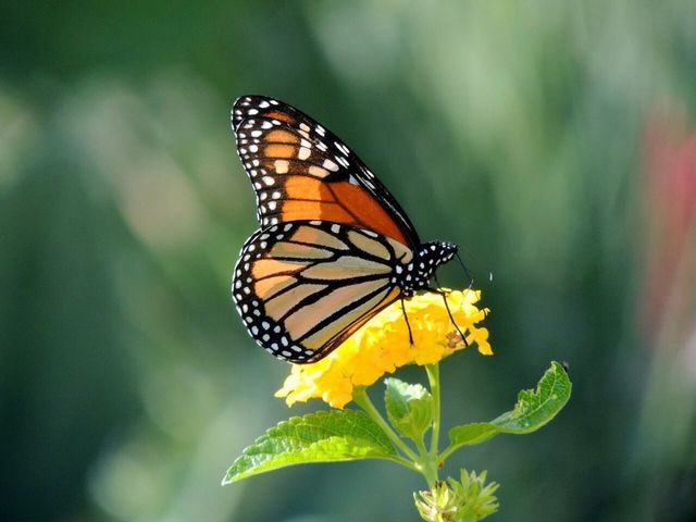 butterfly