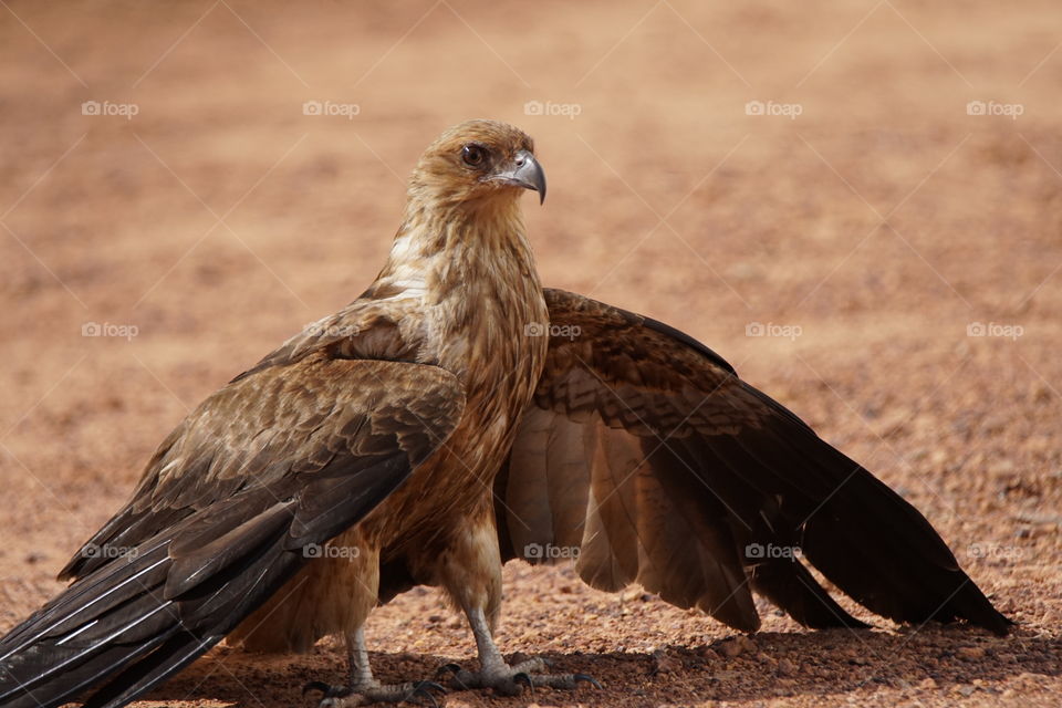 Whistling Kite cools off 