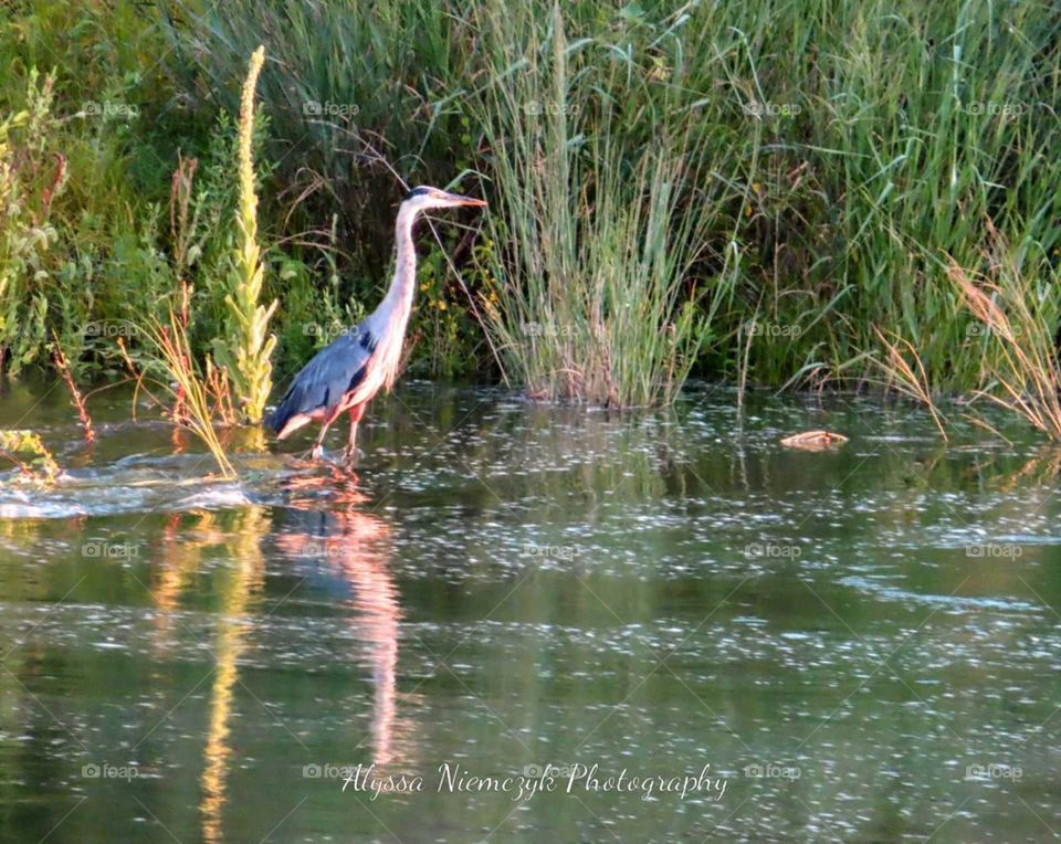 Watchful Blue Herring along the waters edge. Peaceful rushing waters bring with it textures you just can not make up!