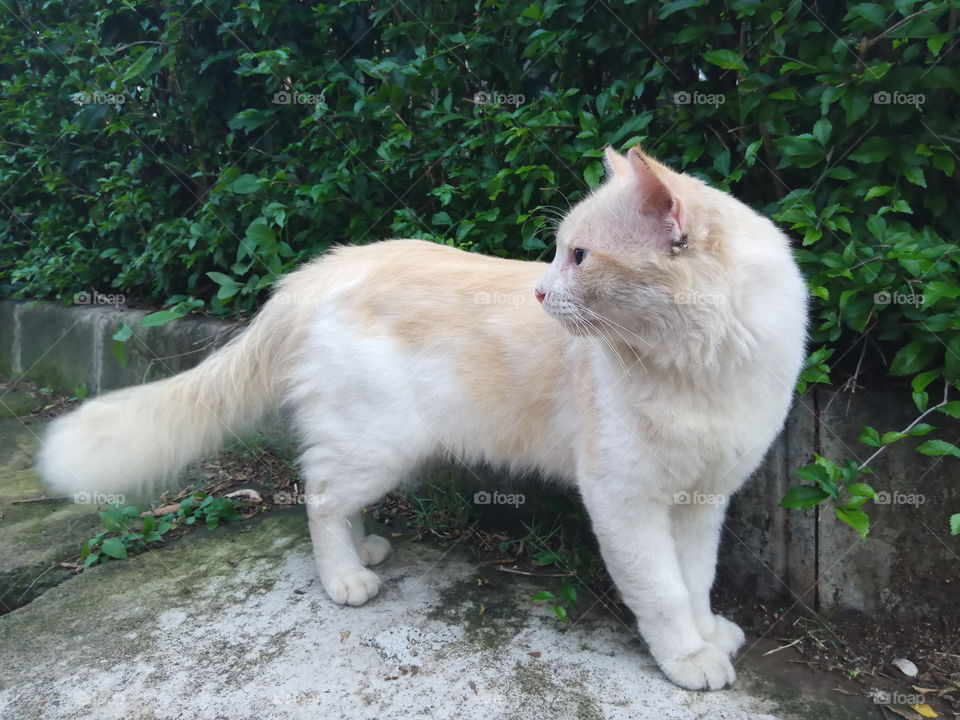 Wild cat alerts on something behind her